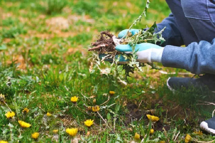 How to clear a yard full of weeds Orem, UT