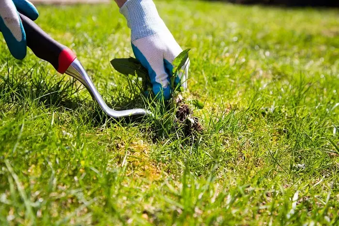 How to clear a yard full of weeds in Orem, UT