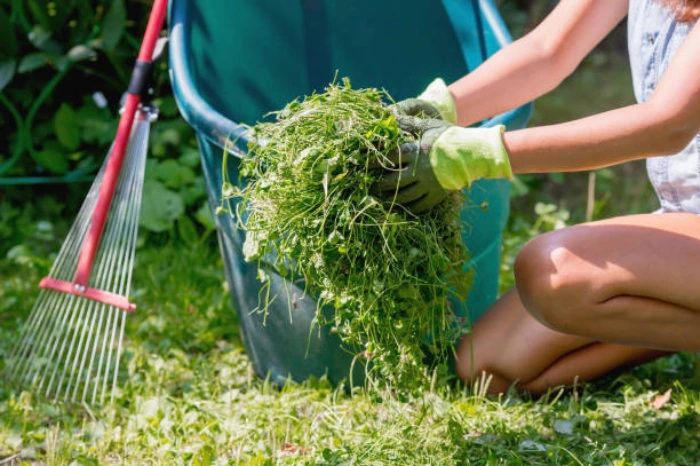 Yard cleanup